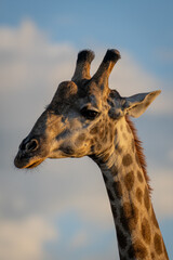 Close-up of male southern giraffe with catchlight