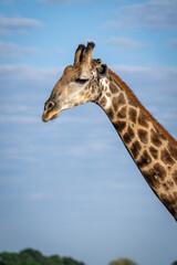 Close-up of southern giraffe standing in profile