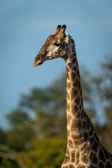 Close-up of southern giraffe standing by trees