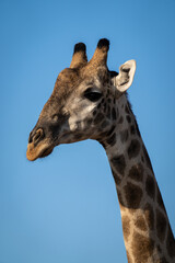 Close-up of male southern giraffe head and neck