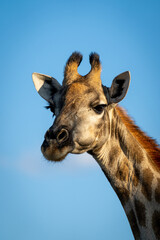 Close-up of female southern giraffe turning head