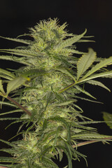 medical cannabis marijuana plant