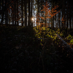 Autumm thebright colors in the forest