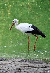 white stork in the meadow