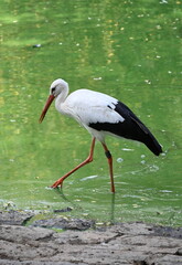 White stork walking in the lake during summer