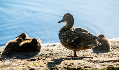 A wild duck with ducklings stands on the shore
