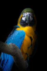 ルリコンゴウインコ