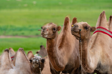 camels in the meadow