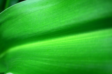 close up of green leaves