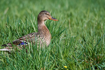 Stockenten auf einer Wiese