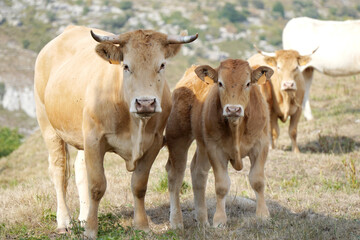 herd of cows in a meadow looking at camera