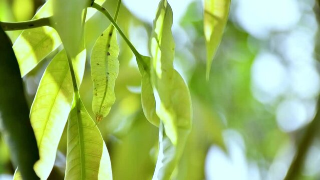 mango leaves in wind