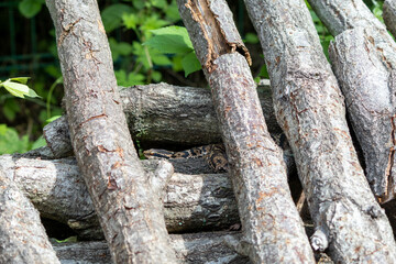 積まれた薪に同化している毒ヘビのマムシ