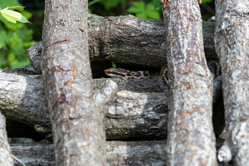 積まれた薪に同化している毒ヘビのマムシ