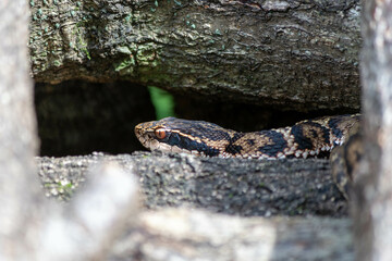 積まれた薪に同化している毒ヘビのマムシ