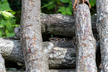 積まれた薪に同化している毒ヘビのマムシ