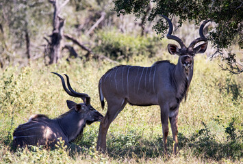 The common eland antelope, common eland or Cape elk is a species of artiodactyl mammal that inhabits the wildlife of the African savanna and lives freely in Africa.
