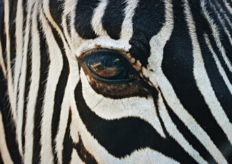 Close-up on the beautiful big colorful eye of a zebra with stark thick black and white stripes