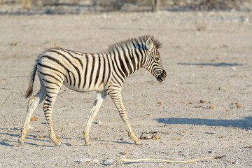 Fototapeta na wymiar Burchell's Zebra (Equus burchelli), fowl walking on savanna, Etosha National Park, Namibia.