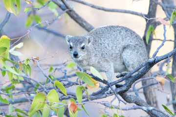 Obraz premium Cape Hyrax or Rock Hyrax (Procavia capensis), adult, in a tree, Etosha national park, Namibia.