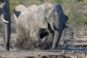 African Elephant (Loxodonta africana), bull playing with mud at waterhole, Etosha National Park, Namibia