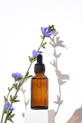 Amber glass bottle with dropper pipette with serum on podium with chicory flowers. Skin care cosmetic. Essential oils packaging design, collagen serum for beauty.