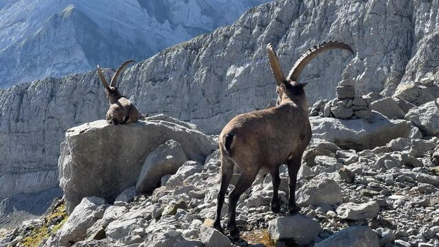 In der Schweiz am S&auml;ntis