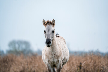 Konik foal in a nature reserve in The Netherlands