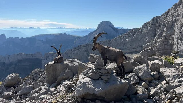 In der Schweiz am S&auml;ntis