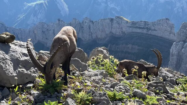 In der Schweiz am S&auml;ntis