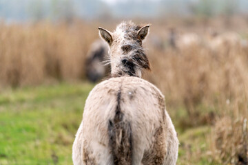 Konik foal in a nature reserve in The Netherlands © PIC by Femke
