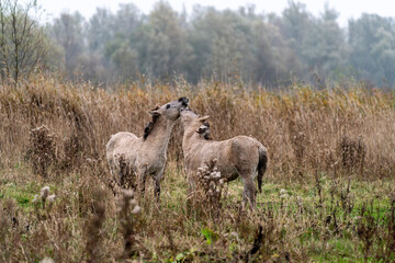 Two Konik horse foals playing © PIC by Femke