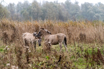 Two Konik horse foals playing