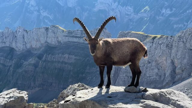 In der Schweiz am S&auml;ntis