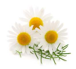 Fototapeta premium Chamomiles on white background