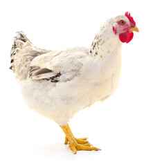 white hen isolated.