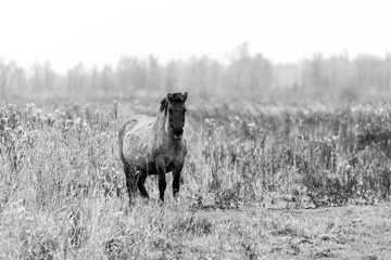 Semi wild horses in a herd in the Netherlands