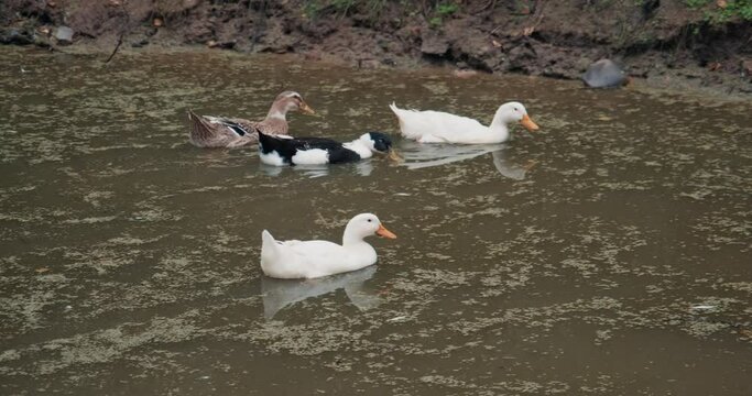 White domestic geese and ducks swim in pond on farm. Natural agriculture, private farmstead and production of eco products. Latin, international name of birds is Anser anser and Anas platyrhynchos