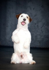 jack russell dog on hind legs