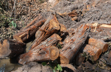 A pile of stacked firewood, prepared for heating the house, Firewood harvested for heating in winter, Chopped firewood on a stack, Firewood stacked and prepared for winter Pile of wood logs