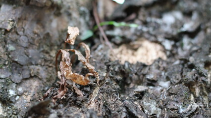 The beauty of near the dried bark of the tree