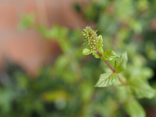 peppermint plant scient. name Mentha piperita selective focus