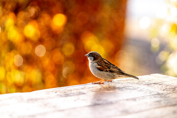 Common house sparrow, little bird