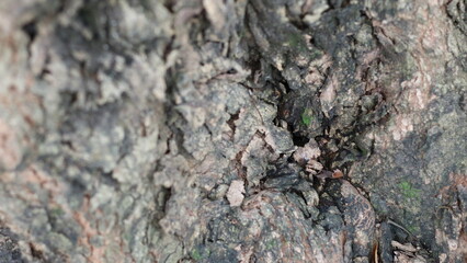 The beauty of near the dried bark of the tree