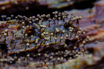 変形菌　マルナシアミホコリ