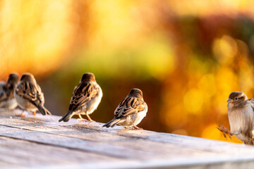 Common house sparrow, little bird