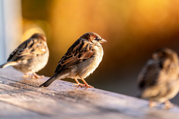 Common house sparrow, little bird