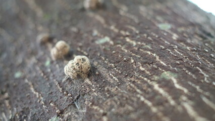 The beauty of near the dried bark of the tree