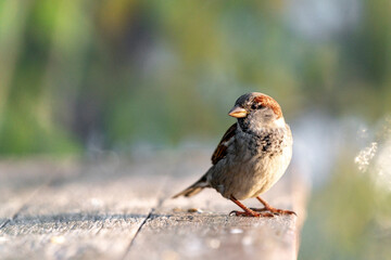 Common house sparrow, little bird
