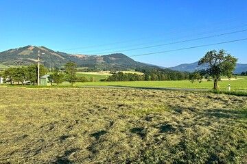 summer landscape with field and hills